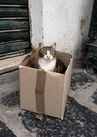 Portrait of cat sitting in box