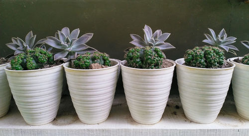 Potted plants on table
