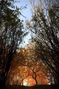 Low angle view of trees in forest