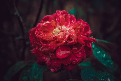 Close-up of red rose