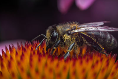 Close-up of bee pollinating on flower