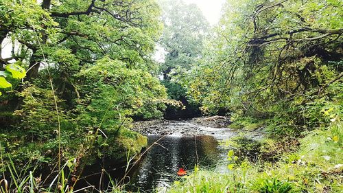 Scenic view of forest