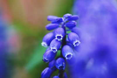 Close-up of purple flowers