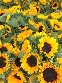 Close-up of sunflowers blooming in field