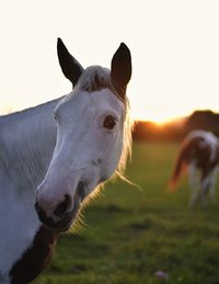 Portrait of a horse in the early evening sun grazing in a meadow	