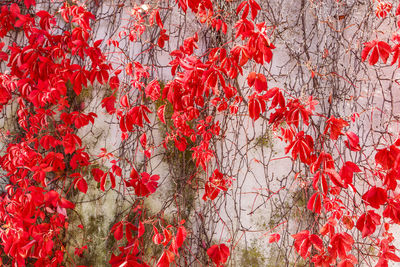 Full frame shot of red flowering plant against wall