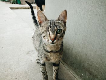 Portrait of cat sitting outdoors