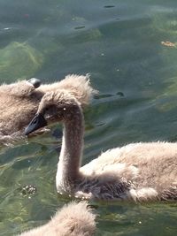 View of an animal in pond