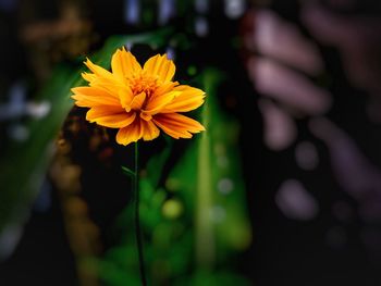 Close-up of yellow flower blooming outdoors