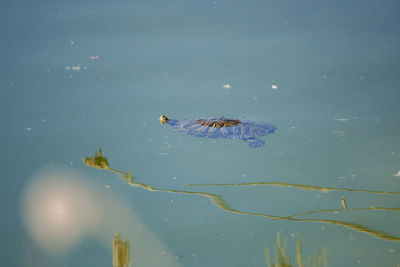 High angle view of jellyfish swimming in lake