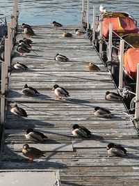 Birds on beach