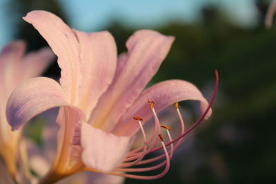 Close-up of pink flowers