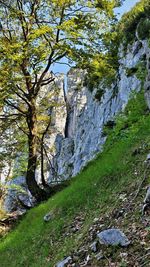 Scenic view of rocks in forest