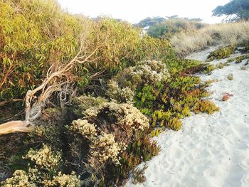 Plants growing on land