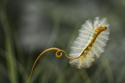 Fire caterpillar on unique tendril