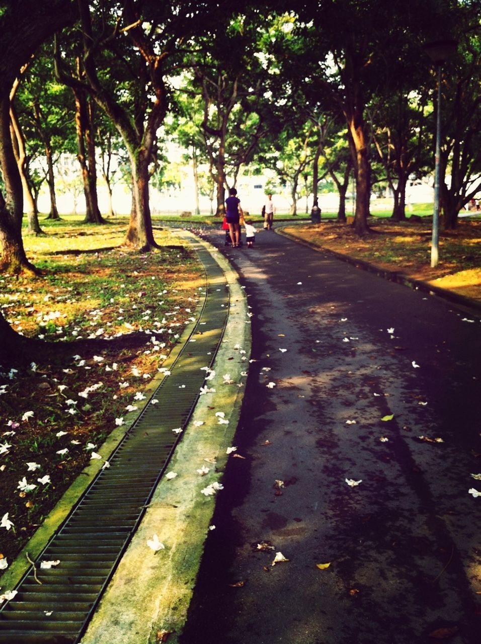 tree, the way forward, diminishing perspective, walking, tree trunk, growth, footpath, vanishing point, park - man made space, shadow, nature, sunlight, transportation, road, outdoors, treelined, tranquility, lifestyles