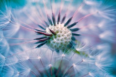 Beautiful dandelion flower seed, abstract and blue background