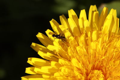 Close-up of bee on yellow flower