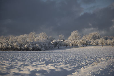 Winter sunrise over country snow covered trees. snowy landscape photo