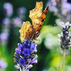 Close-up of butterfly pollinating on purple flower