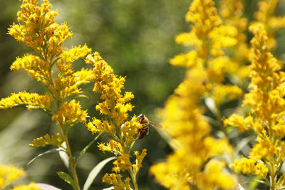 Close-up of yellow flowers blooming on field