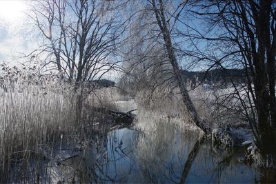 Bare trees by calm lake