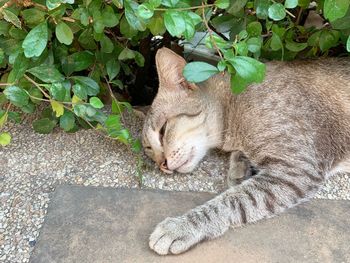 Cat sleeping in a plant