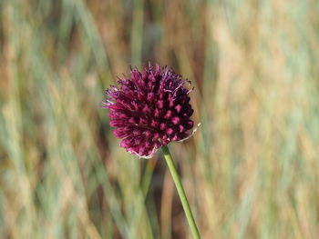 Close-up of pink flowers