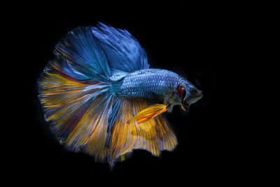 Close-up of fish swimming in sea