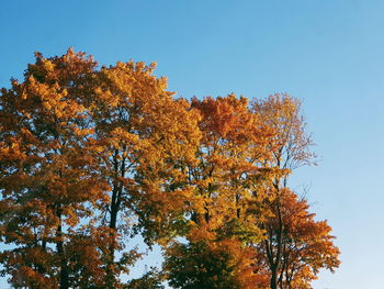 Low angle view of autumnal trees against clear blue sky