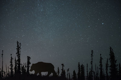 Silhouette bear on field against star field