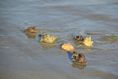 High angle view of crab in sea
