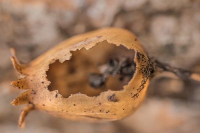 Close-up of dried leaf