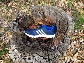 High angle view of tree stump