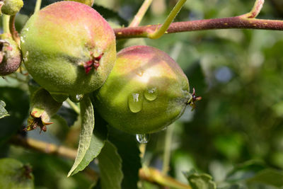 Close-up of fruit growing on tree