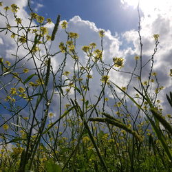 Low angle view of flowering plants on land against sky