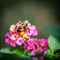 Close-up of insect on pink flower