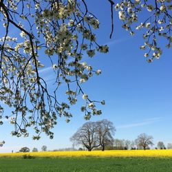 Mustard crop in field