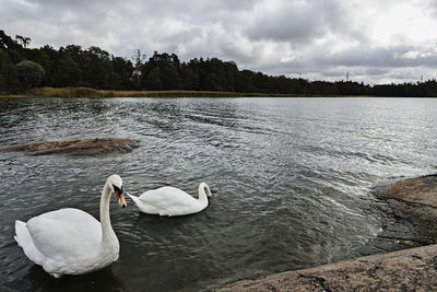 Swan swimming in lake against sky