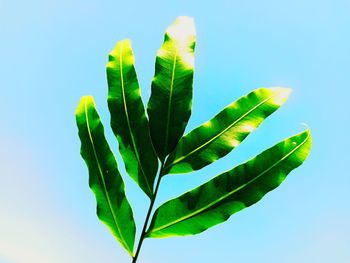 Close-up of green leaves against clear sky
