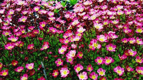 High angle view of pink flowering plants