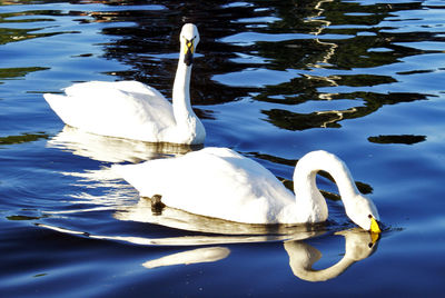 Swan floating on lake