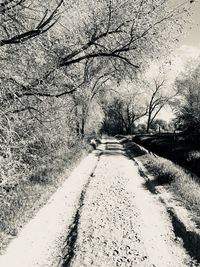 Road amidst trees in city