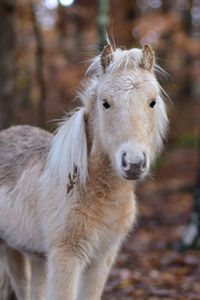 Portrait of horse standing on field