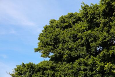 Low angle view of tree against sky