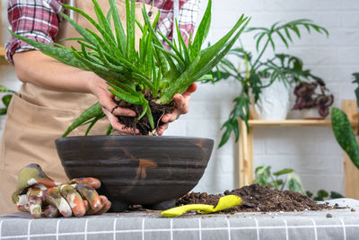 Midsection of woman picking potted plant