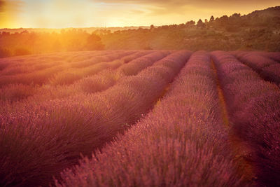 Scenic view of field against sky during sunset