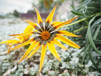 Close-up of sunflower