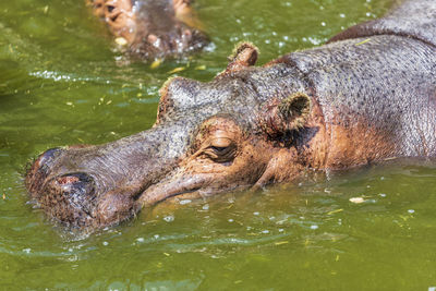 View of turtle swimming in lake