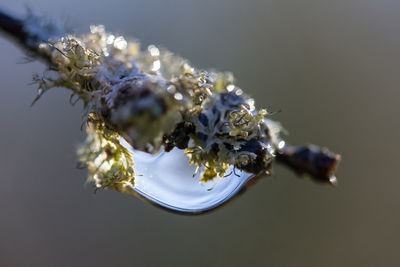 Close-up of insect on plant